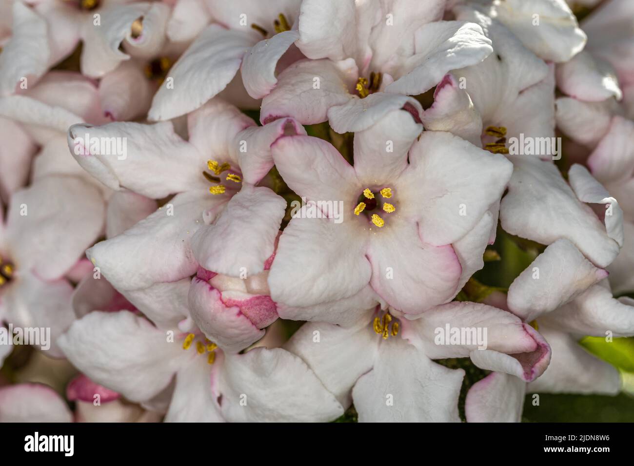 Hybrid Viburnum (Viburnum x carcephalum ‘Cayuga’ Stock Photo Alamy