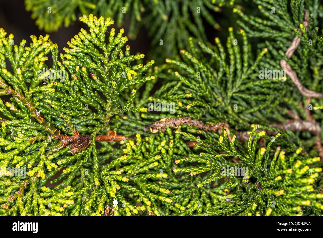 Hinoki Cypress (Chamaecyparis obtusa ‘Nana Lutea’) Stock Photo