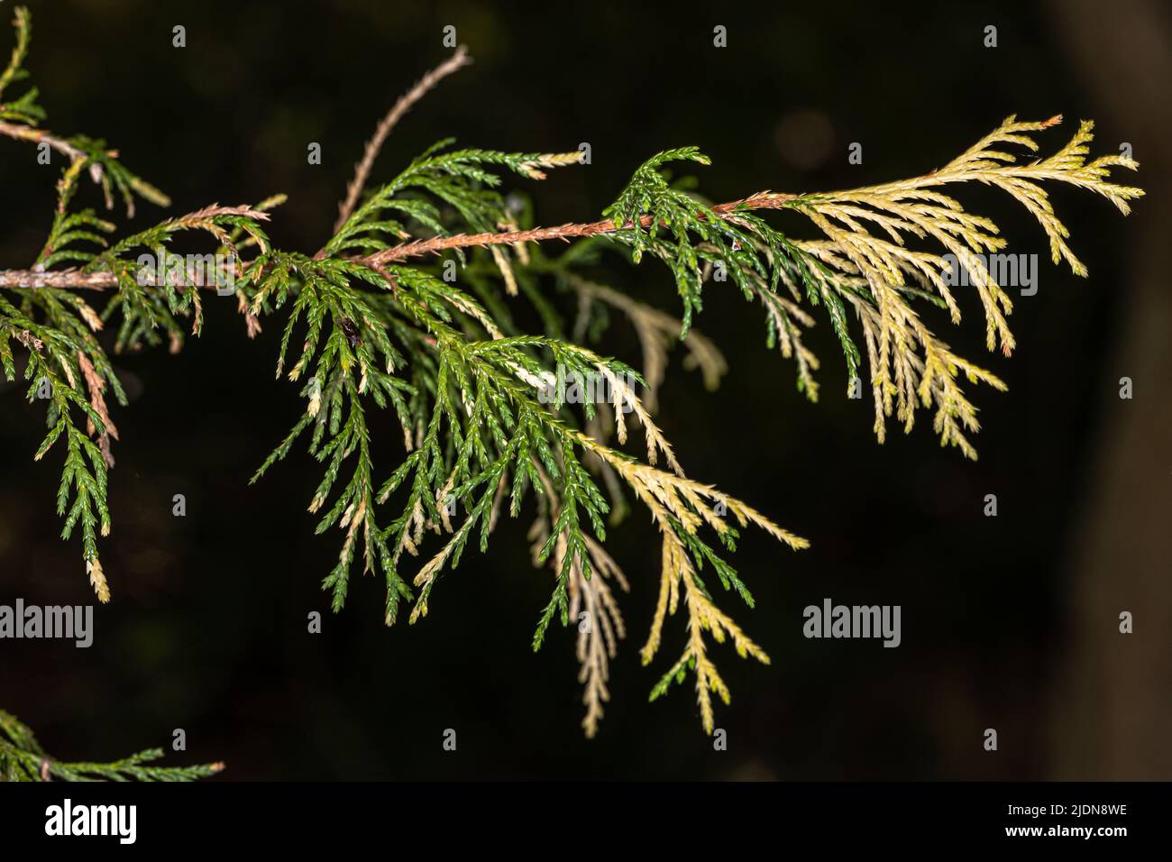 Golden Variegated Threadbranch Cypress (Chamaecyparis pisifera ‘Filifera Aureovariegata’) Stock Photo