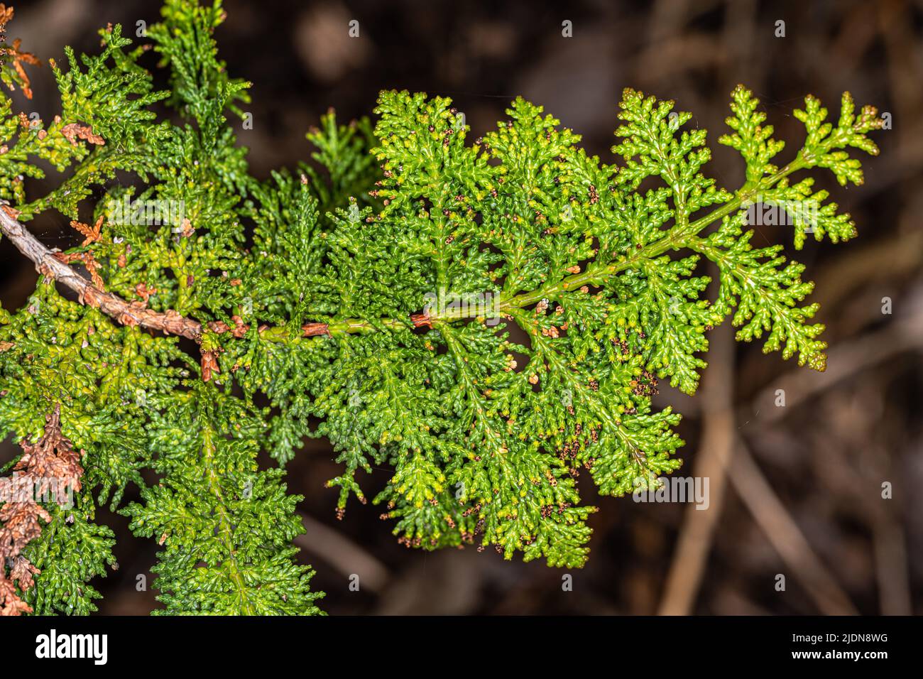 Fern Spray Hinoki Cypress (Chamaecyparis obtusa ‘Filicoides’) Stock Photo