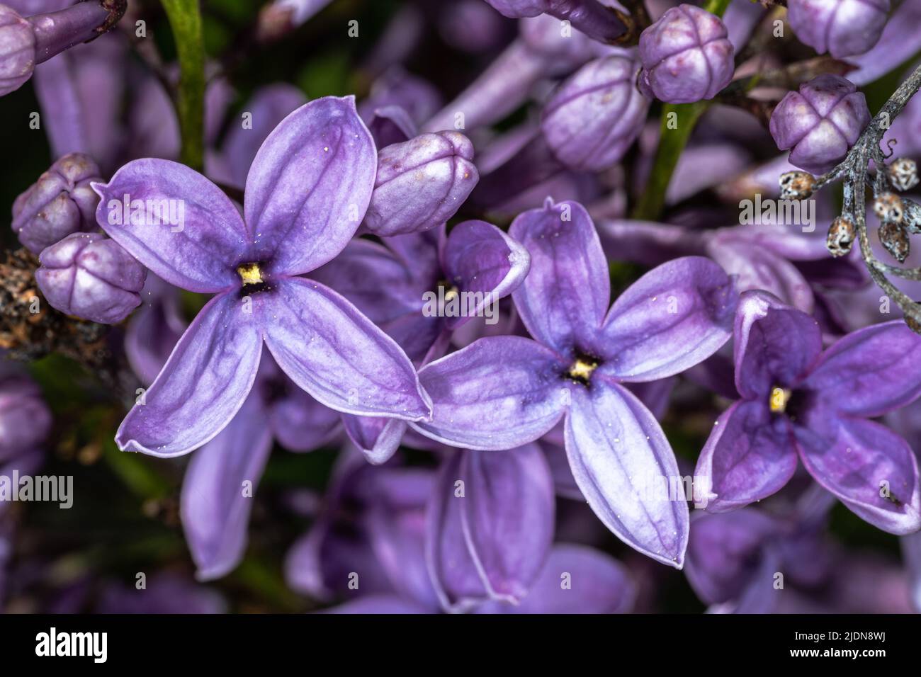 Flowers of Chinese Lilac (Syringa x chinensis) Stock Photo