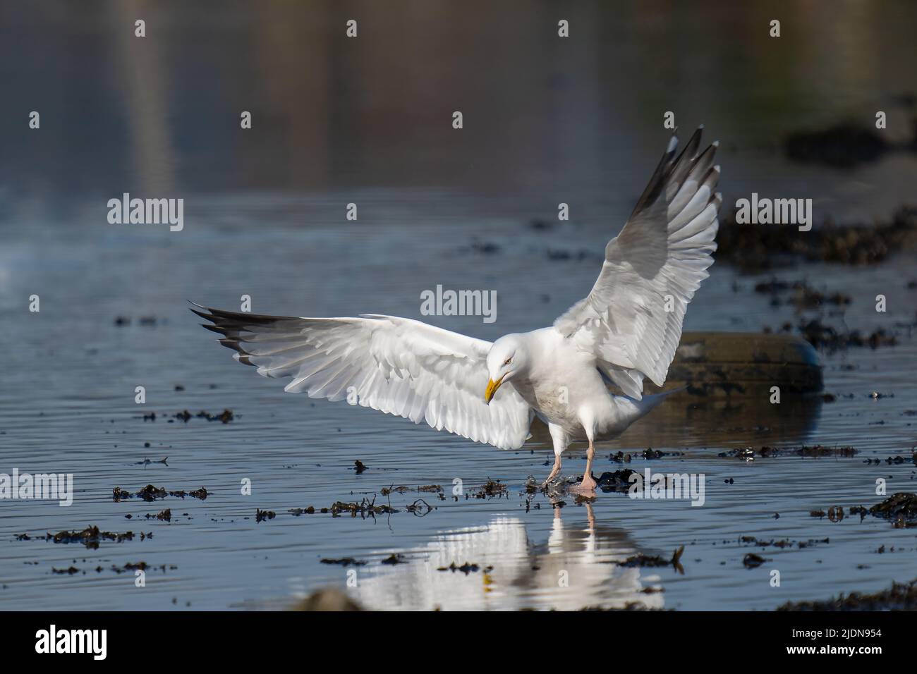 A European herring gull (Larus argentatus) is about to land Stock Photo