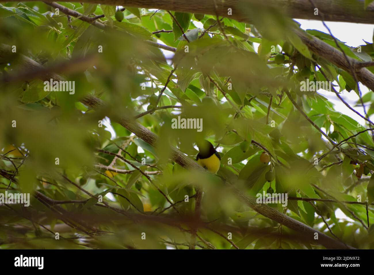 Indian Golden Oriole (Oriolus oriolus kundoo), beautiful yellow and black bird from Asian forests seeking food Stock Photo