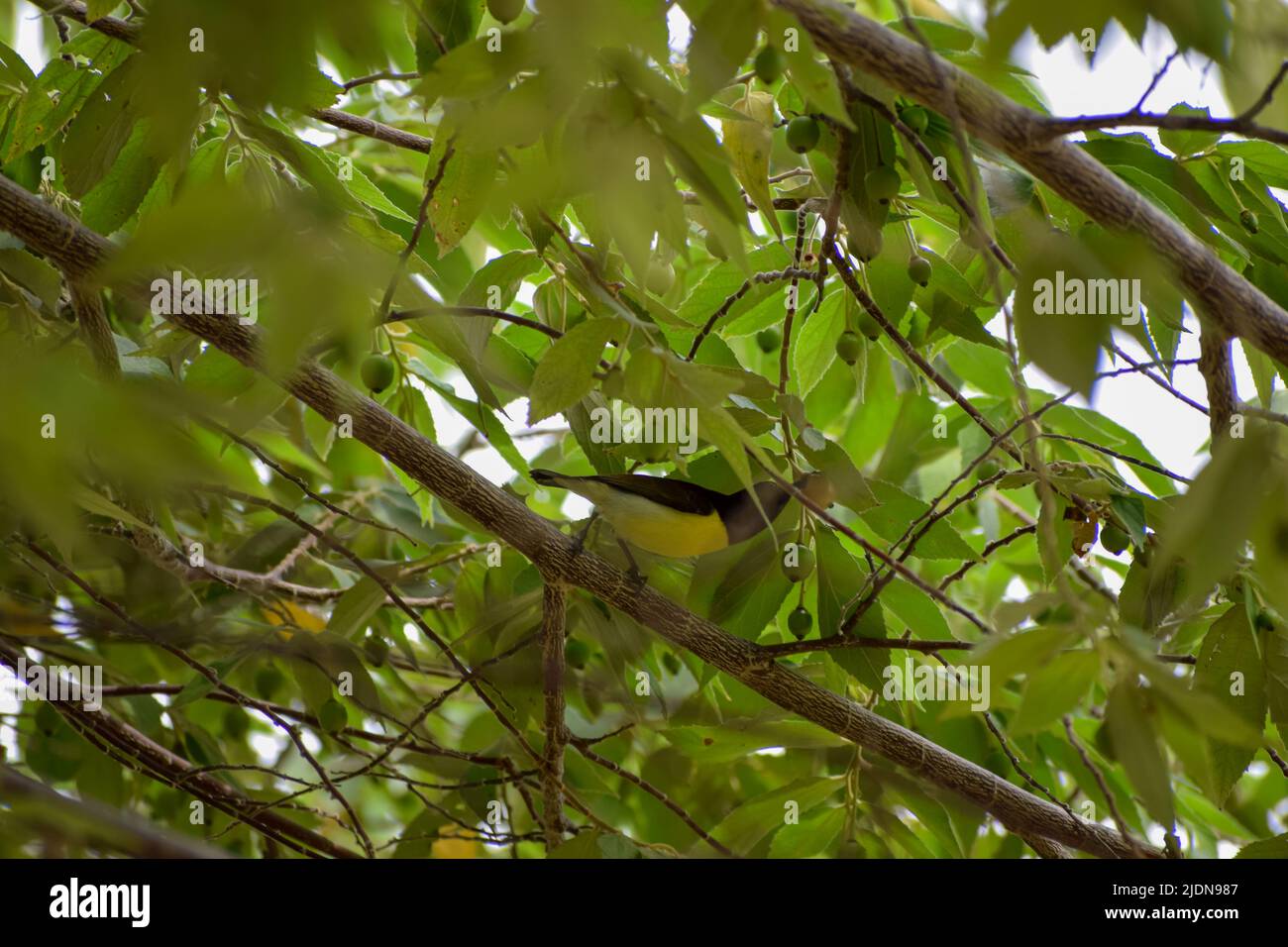 Indian Golden Oriole (Oriolus oriolus kundoo), beautiful yellow and black bird from Asian forests seeking food Stock Photo