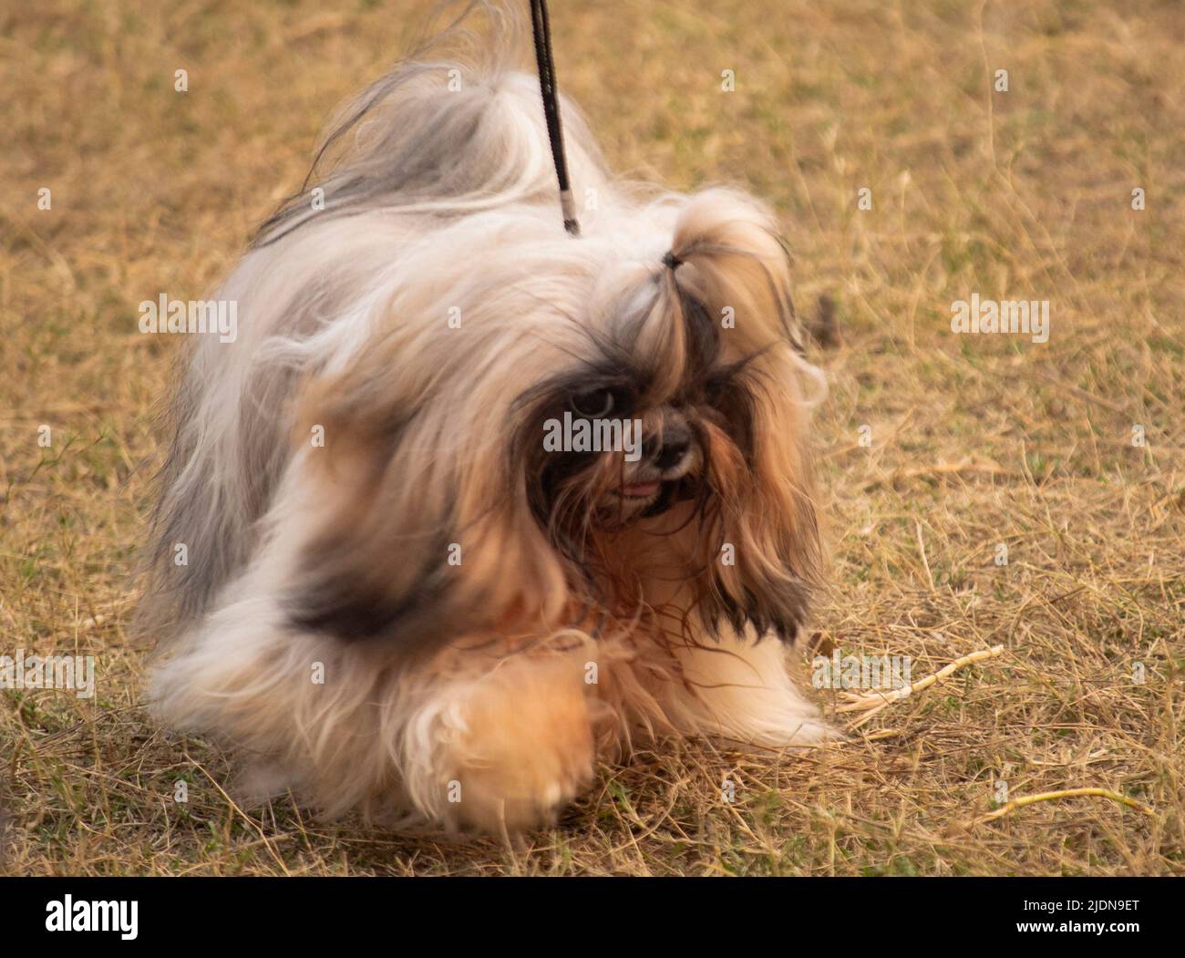 Various type of dog Stock Photo