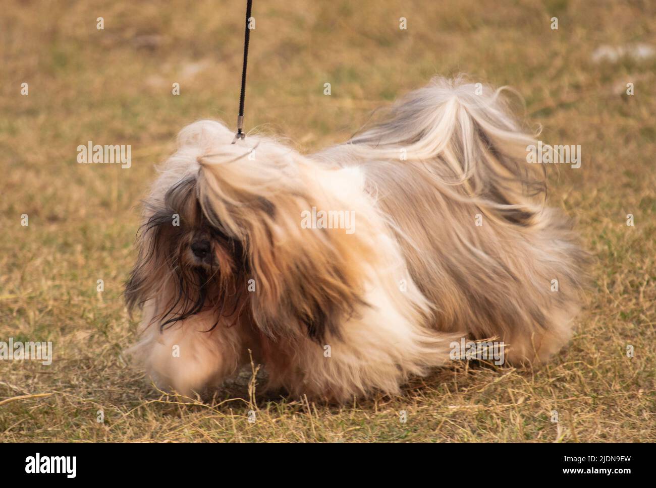 Various type of dog Stock Photo