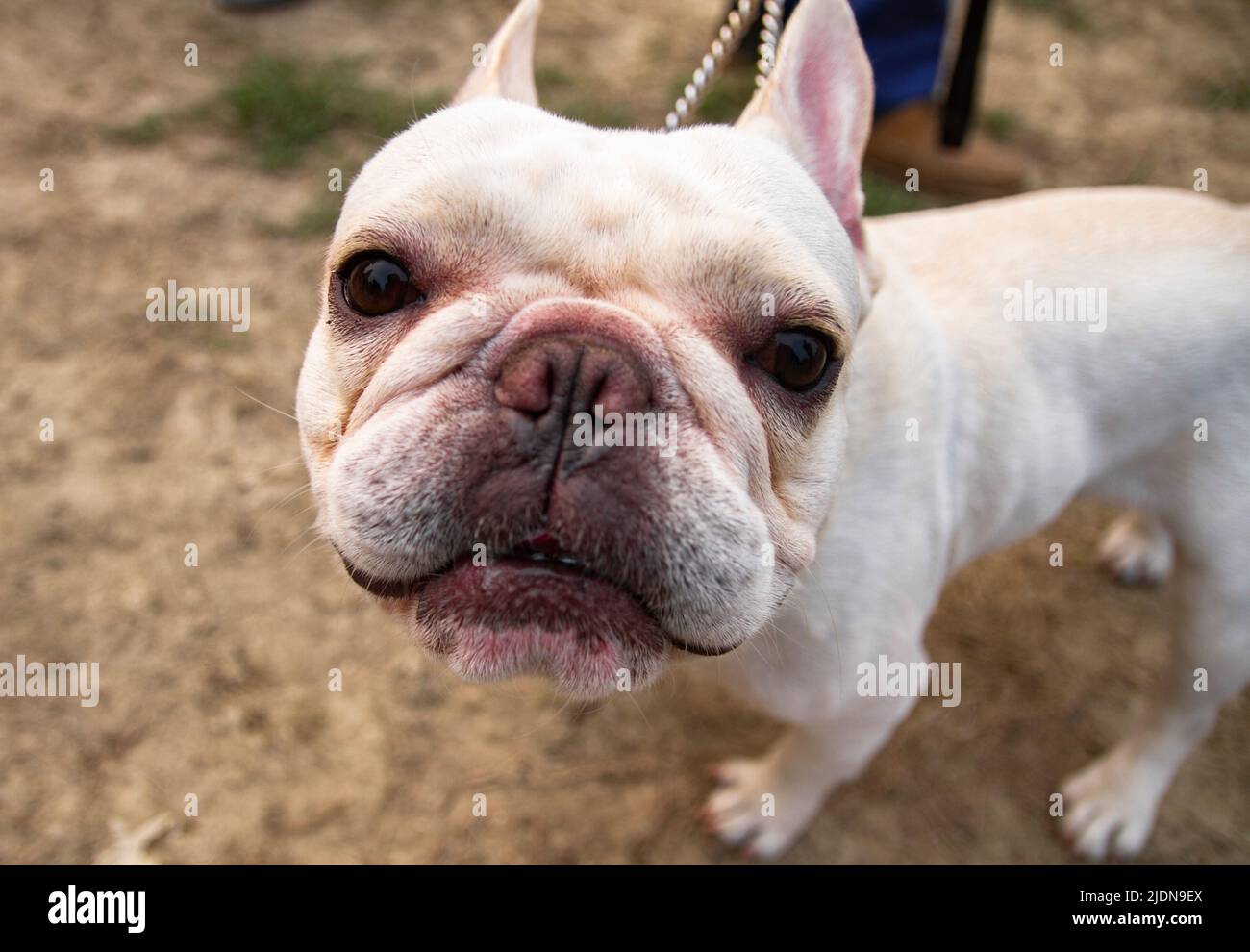 Various type of dog Stock Photo