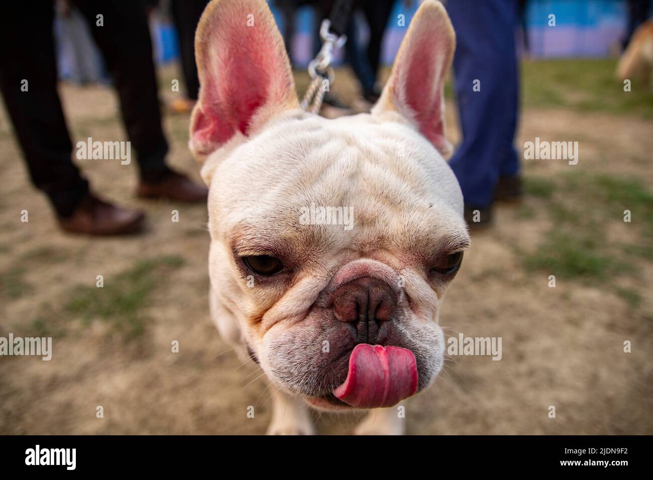 Various type of dog Stock Photo