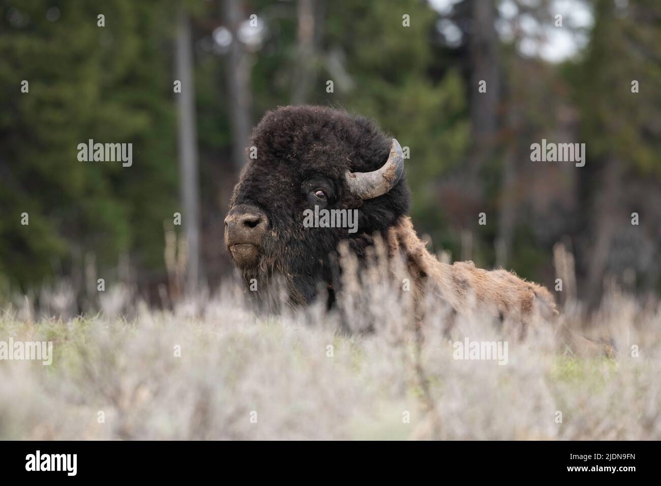 Bull Bison in Yellowstone Stock Photo