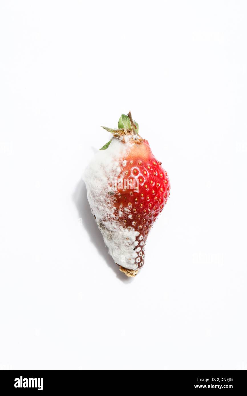 rotten strawberry on white background.global hunger problem. copy space. overconsumption, food waste concept. spoiled, dangerous food. Stock Photo
