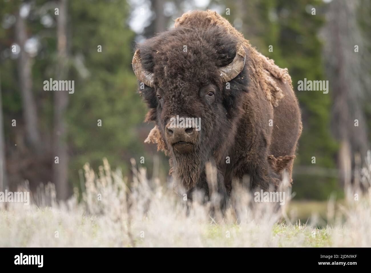 Bull Bison in Yellowstone Stock Photo