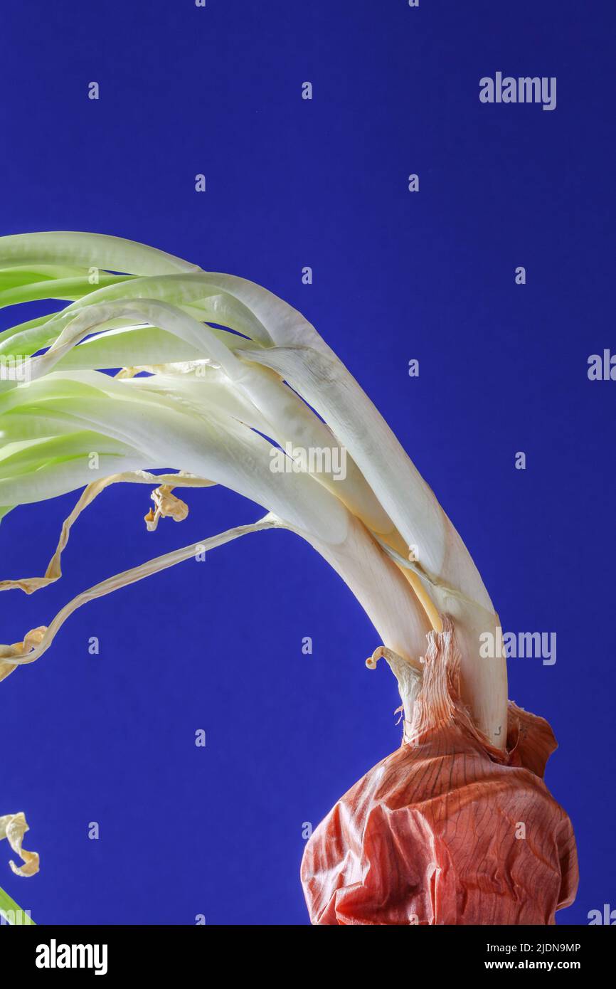 spoiled onions with green sprout on blue background. global hunger problem. overconsumption. natural background. minimal, art, stylish concept Stock Photo