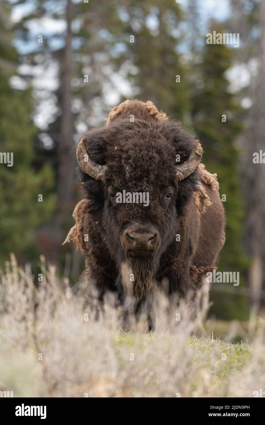 Bull Bison in Yellowstone Stock Photo