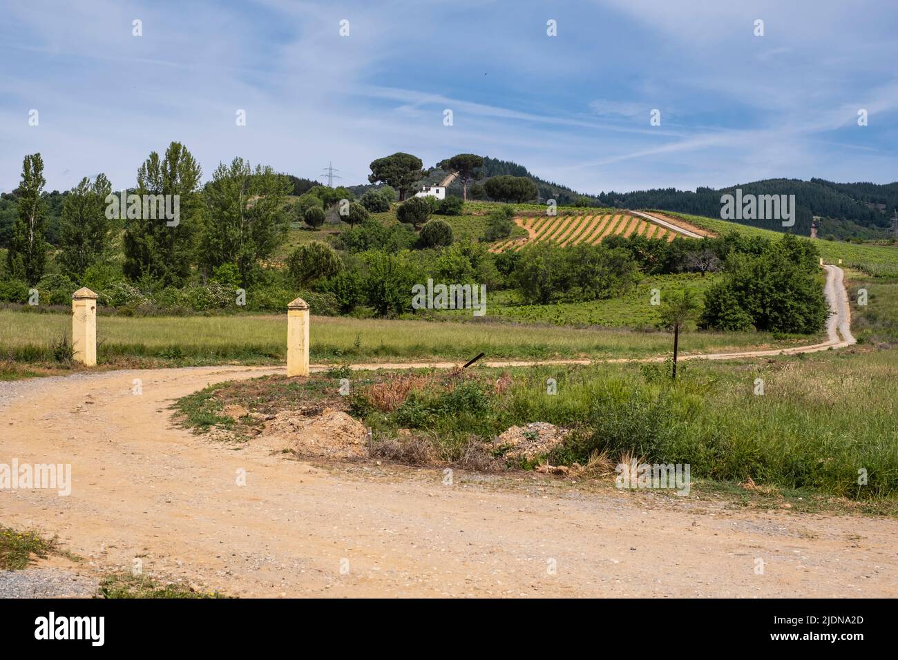 Spain, Castilla y Leon, El Bierzo District. Camino de Santiago Passes by Vineyards between  Cacabelos and Villafranca del Bierzo, in May. Stock Photo
