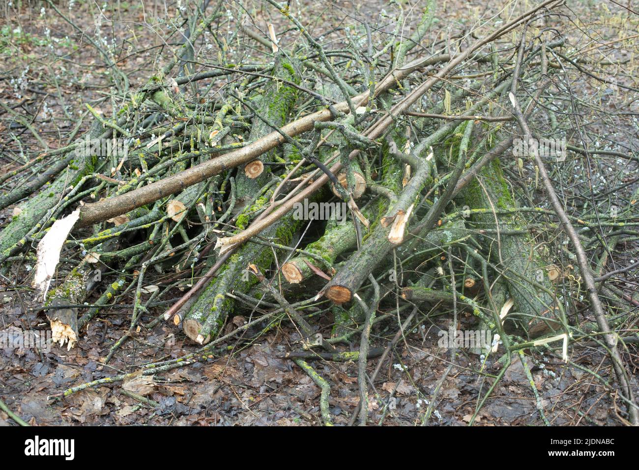 Cut branches of bushes. Cutting bushes. Broken powers. Cutting plants