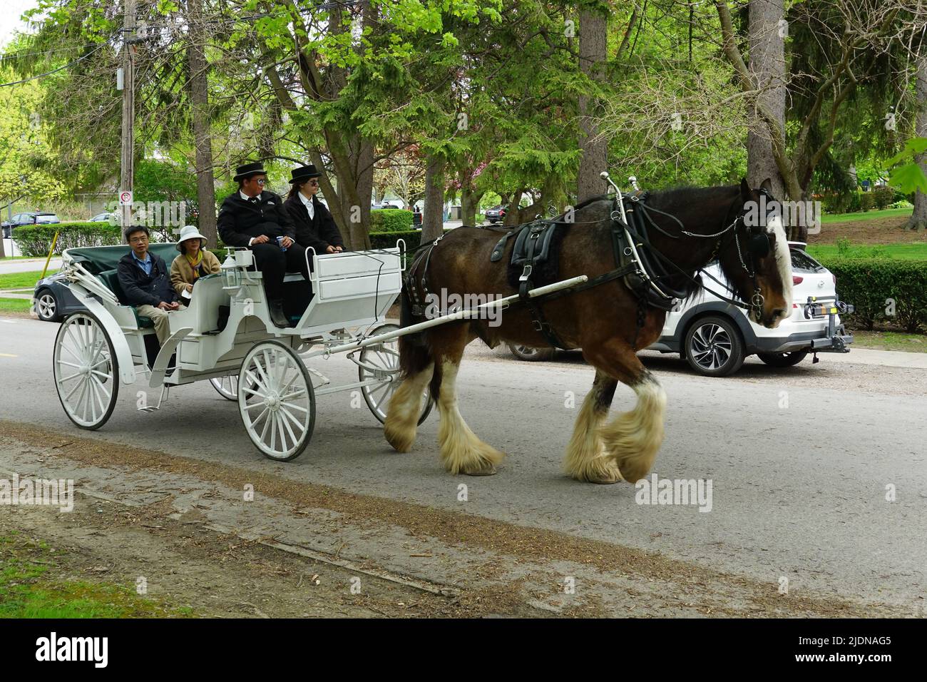 Horsedrawn carriage, NiagaraontheLake, Niagara Peninsula, Ontario province, Canada, North