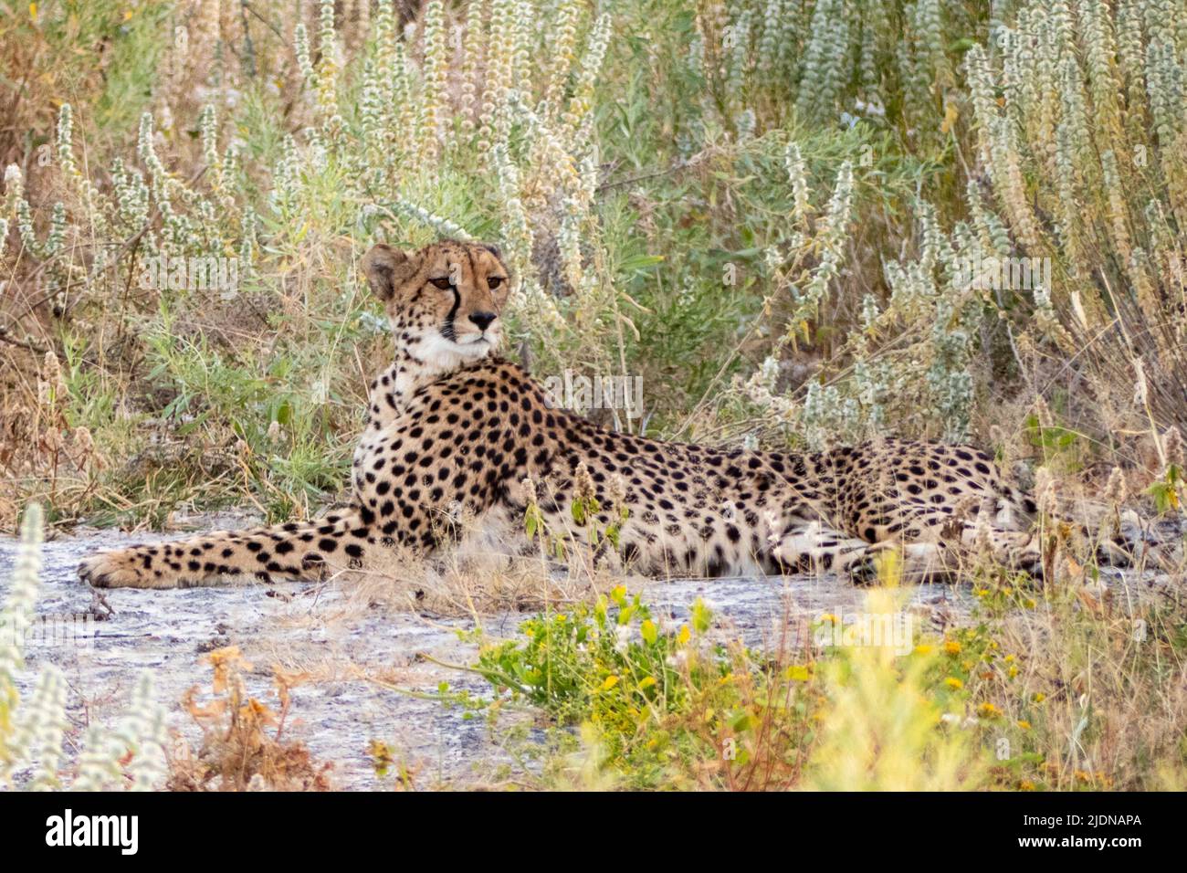 Cheetah (Acinonyx jubatus) portrait, lying down on savanna, Namibia Africa Stock Photo