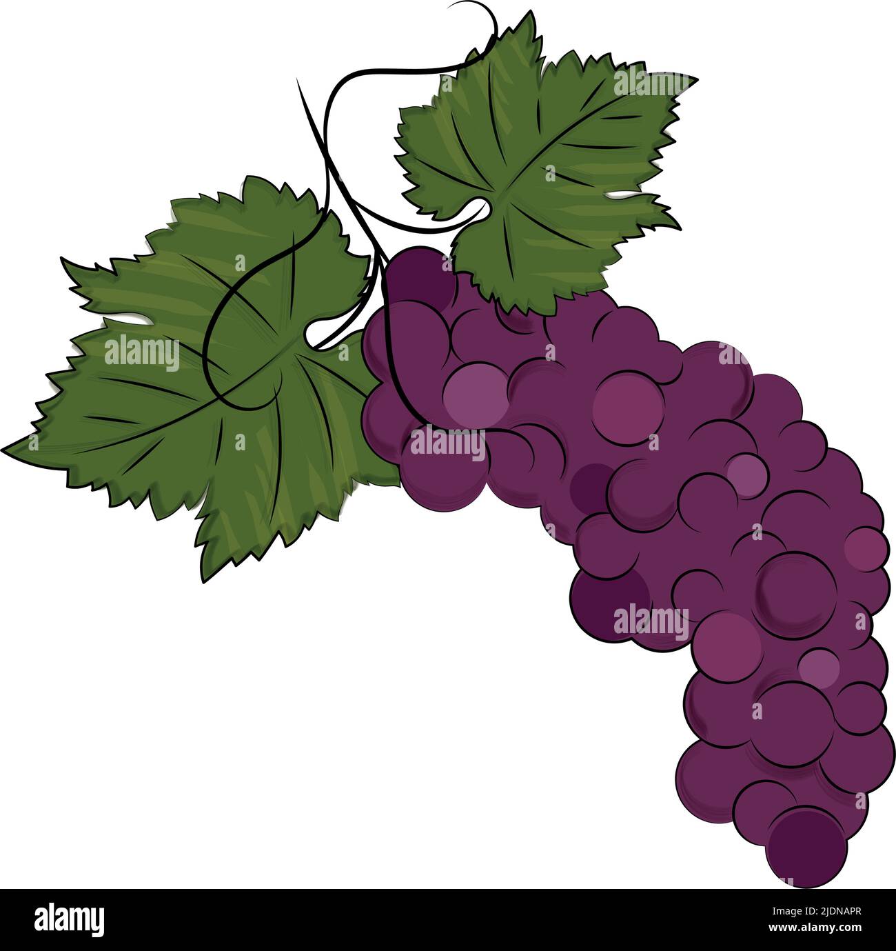 Isolated colored sketch of grapes Vector Stock Vector Image & Art Alamy