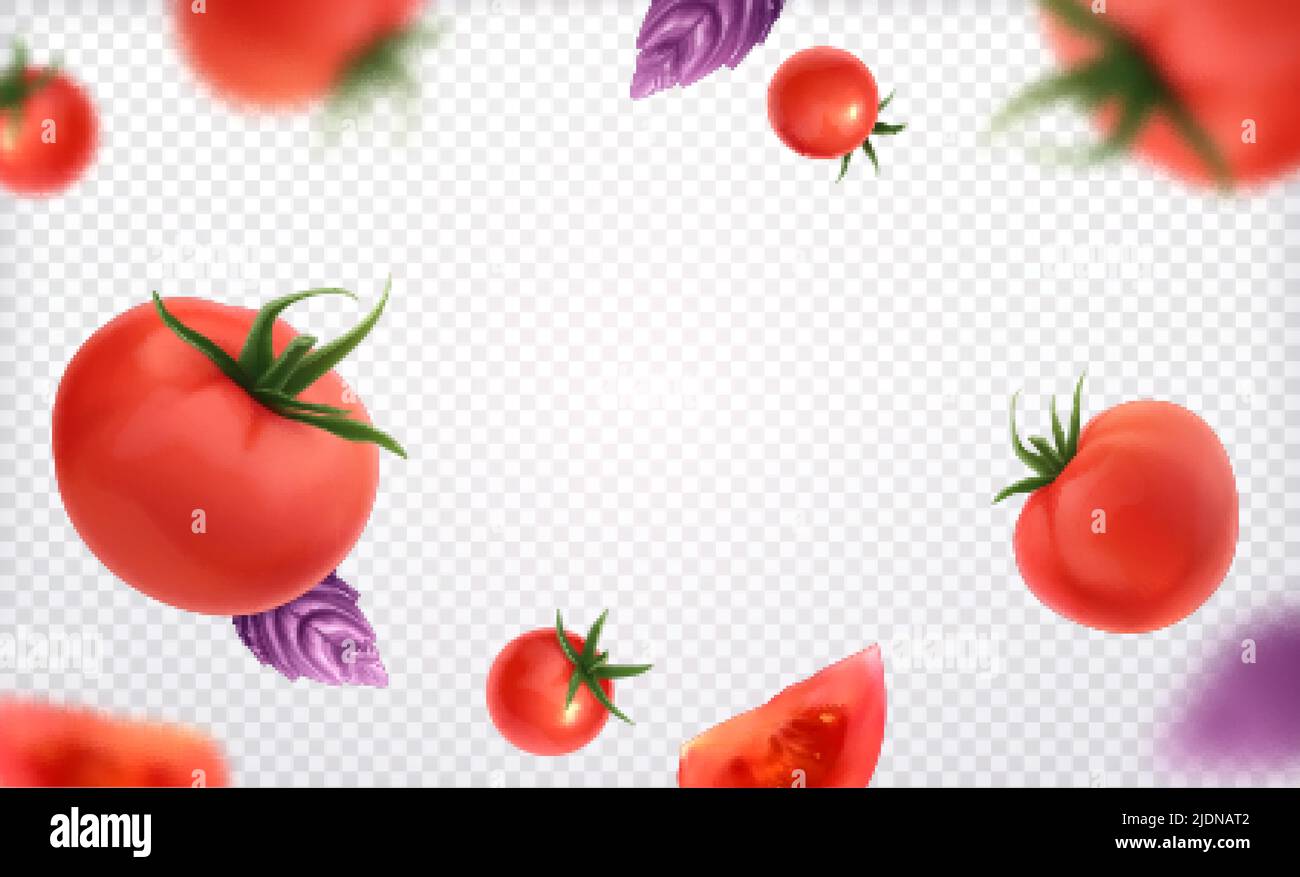 Fresh red whole and slice tomatoes with green twig and violet basil leaves on transparent background realistic vector illustration Stock Vector