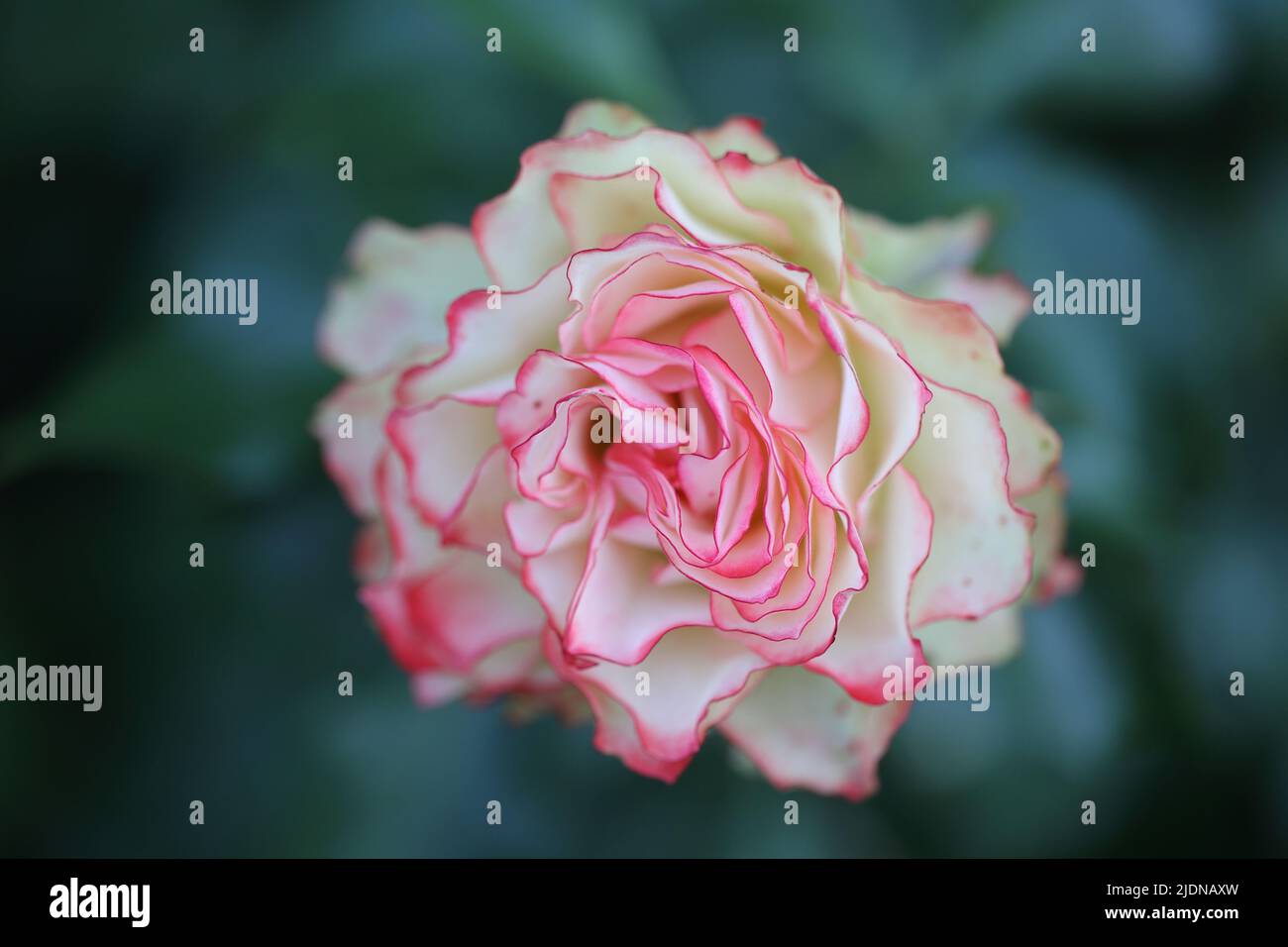 beautiful cream white rose with pink edges at the petals with Stock