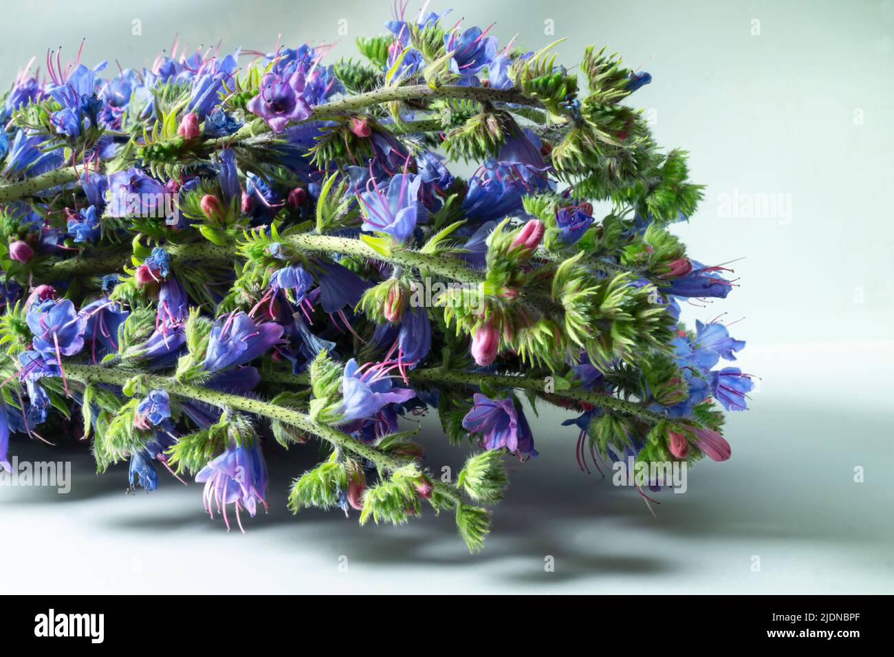 A bouquet of wildflowers is an ordinary bruise. Beauty in nature in the summer season. Stock Photo