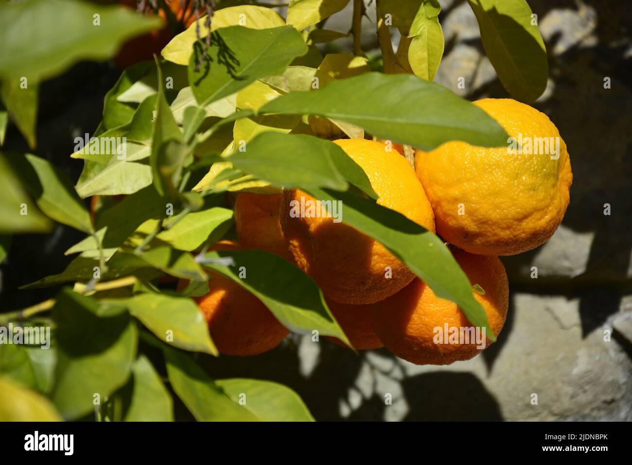 Oranges shining in the autumn sun ready to be picked for the winter season. Stock Photo