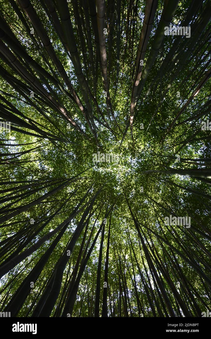 green bamboo forest seen from ground to the blue sky Stock Photo