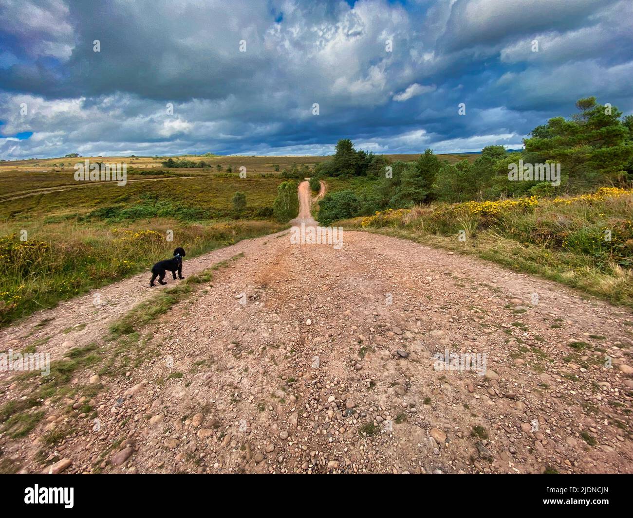 Woodbury Common in Devon, UK Stock Photo Alamy