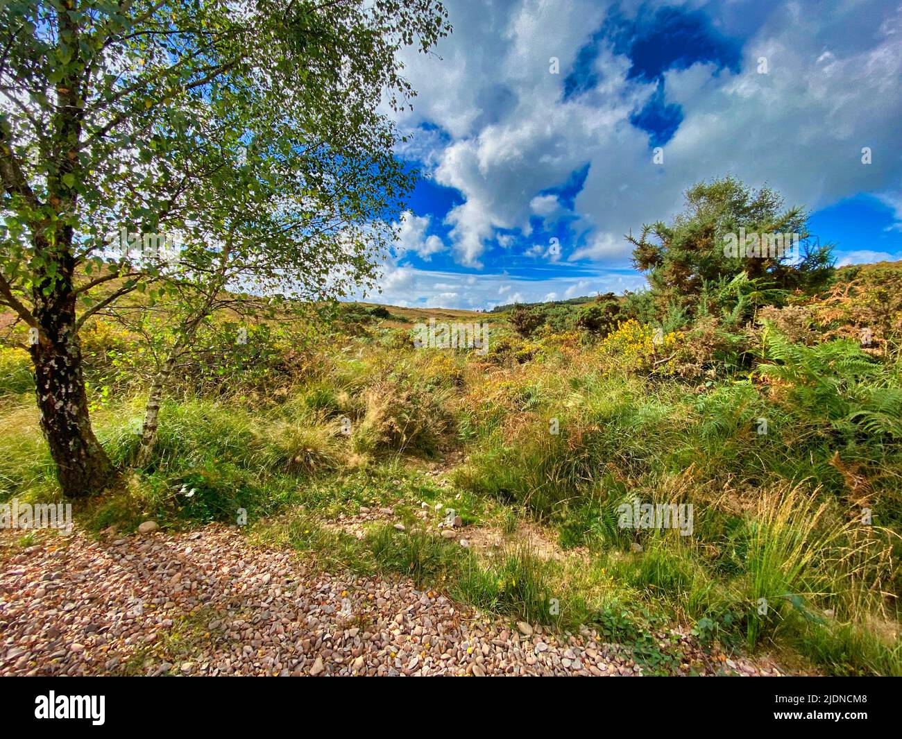 Woodbury Common in Devon, UK Stock Photo Alamy