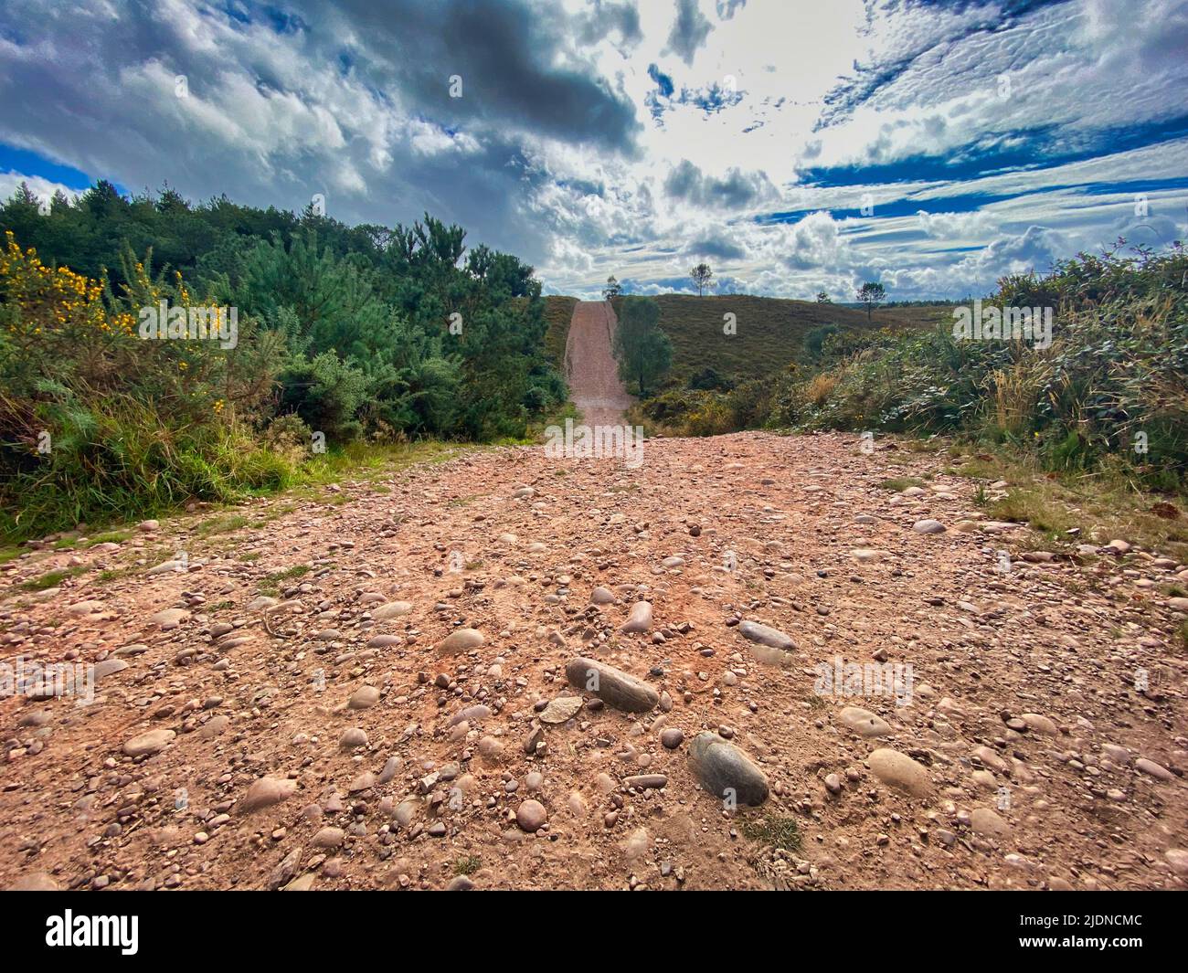 Woodbury Common in Devon, UK Stock Photo Alamy