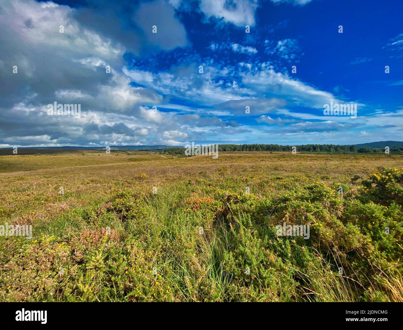 Woodbury Common in Devon, UK Stock Photo Alamy