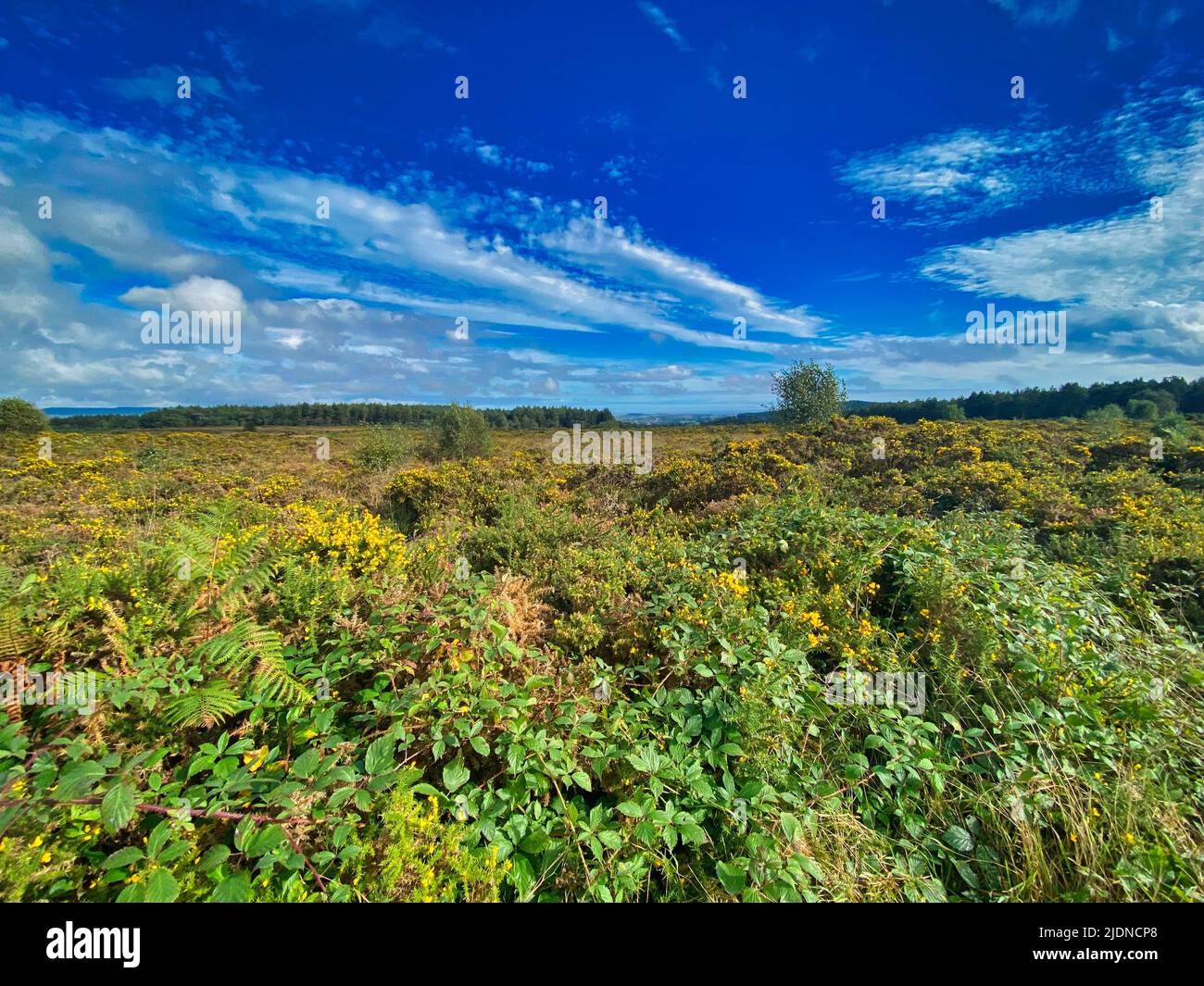 Woodbury Common in Devon, UK Stock Photo Alamy