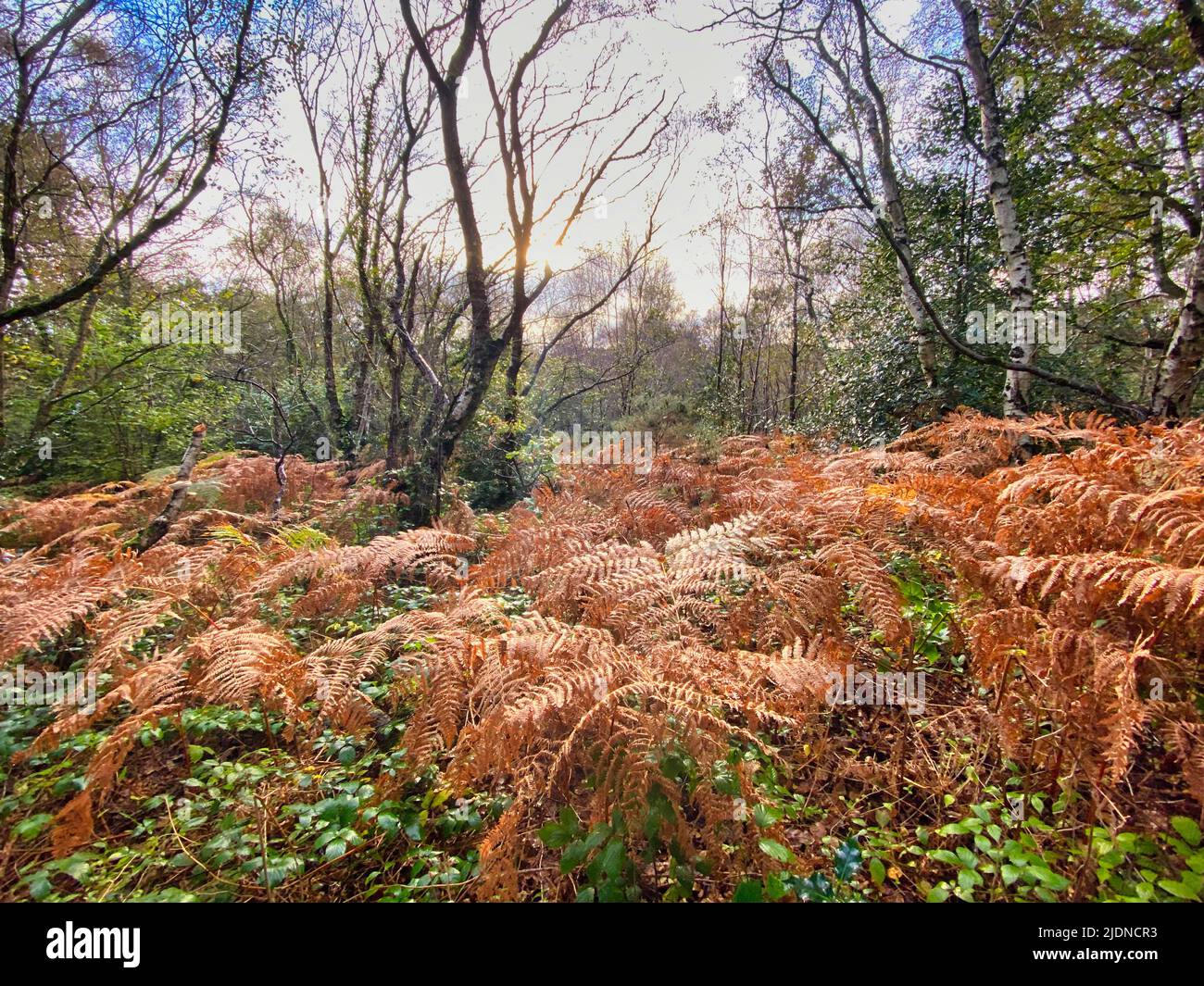 Woodbury Common in Devon, UK Stock Photo Alamy