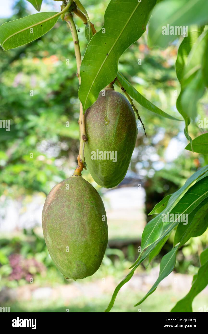 Closeup of fresh and ripe Julie Mangos on a mango tree with lush green leaves. Organic natural fruit. Stock Photo