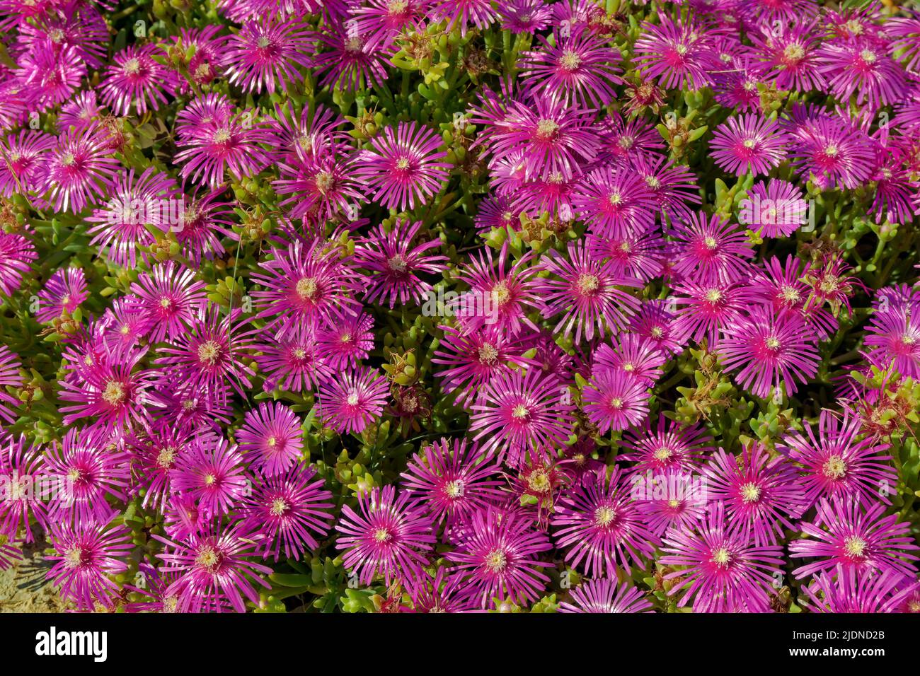 Flowers of the Lampranthus succulent plant. Stock Photo