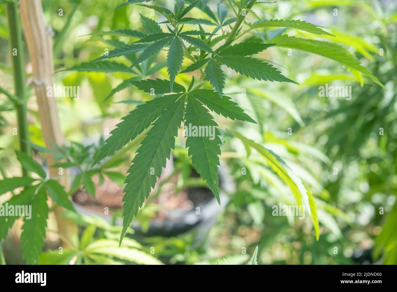 Cannabis production hi-res stock photography and images - Page 3 - Alamy