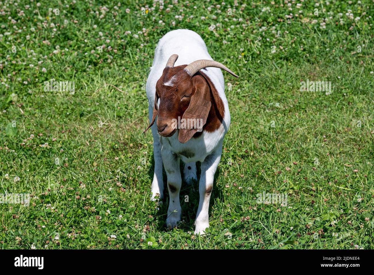 Boer goat in a pasture. This breed of goat that was developed in South Africa in the early 1900s for meat production. Stock Photo