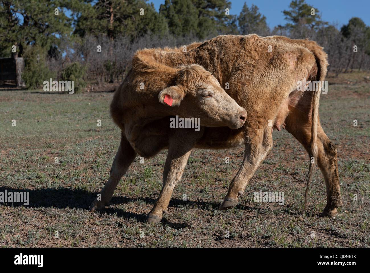 A free range beige young female cow bites an itch on its back leg. Stock Photo