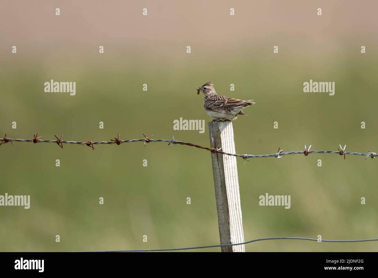 Single adult Skylark Alauda arvensis perching on a wooden post with a grub in its beak to feed a young chick Stock Photo