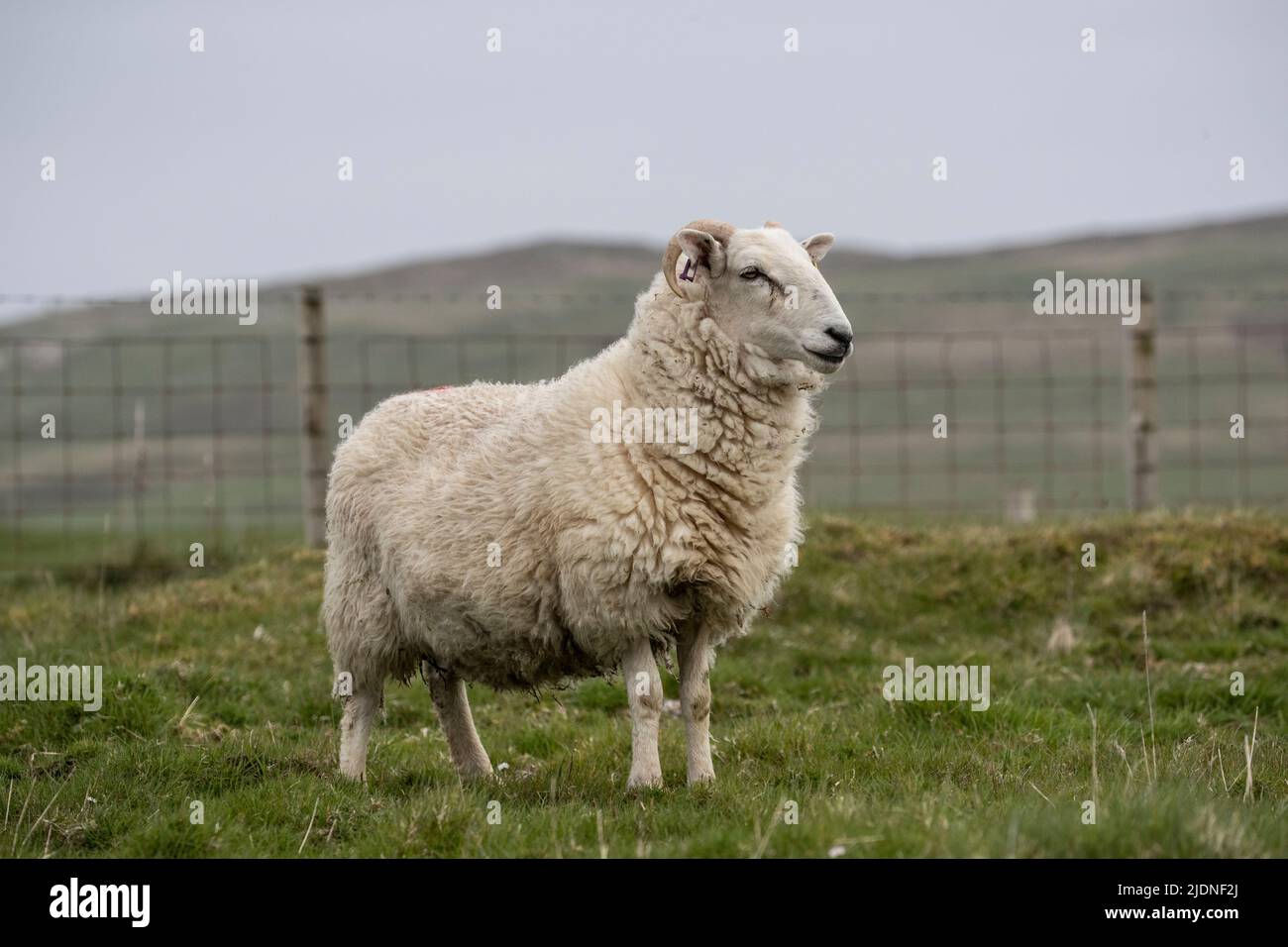 Solitary adult sheep (Ovis aries) in profile on rough pasture land taken from a low angle with a wire fence in the background in Berneray, Scotland Stock Photo