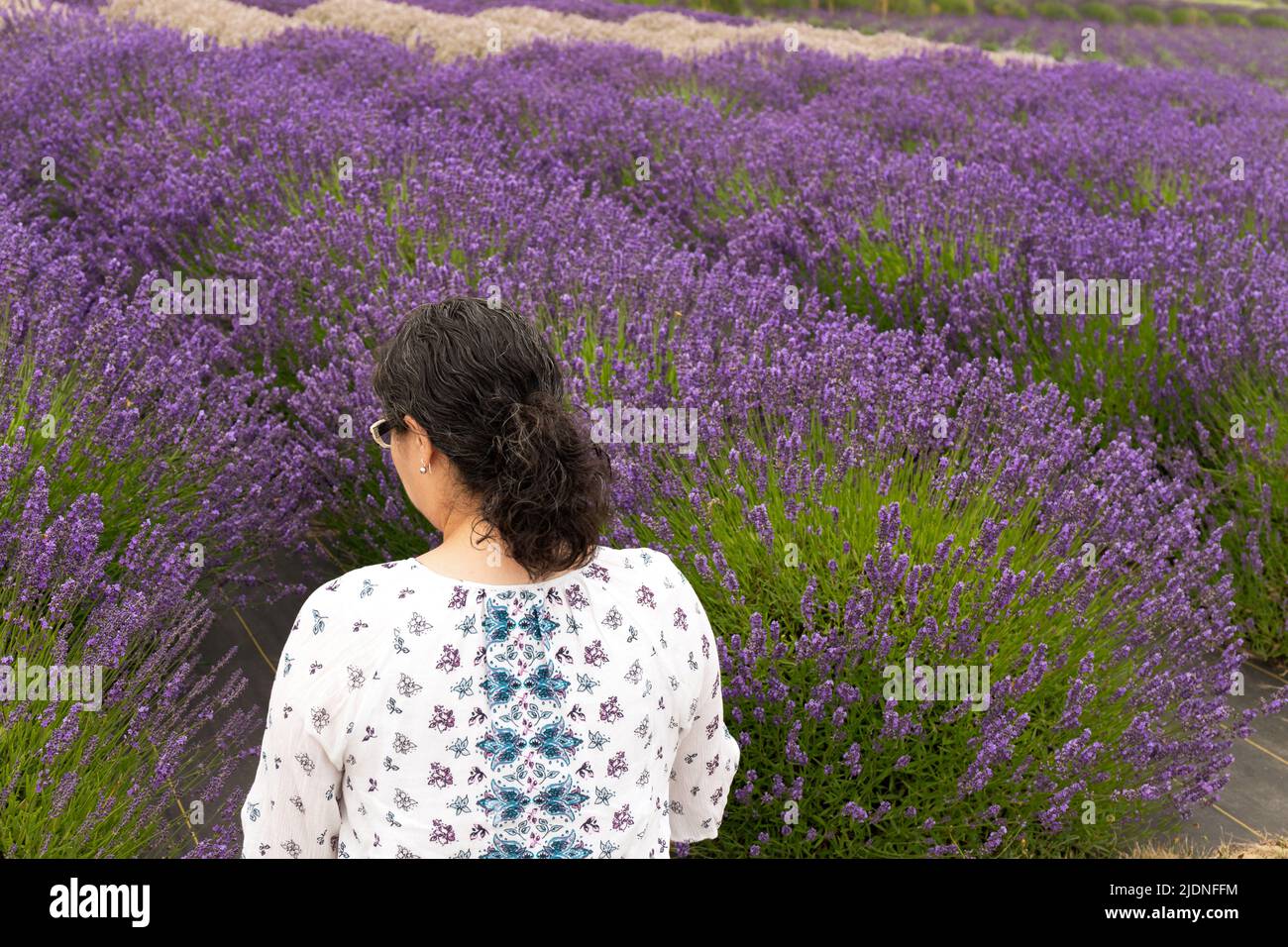 Woman with Dark Curly Hair Sitting in a Purple Lavender Field Stock Photo