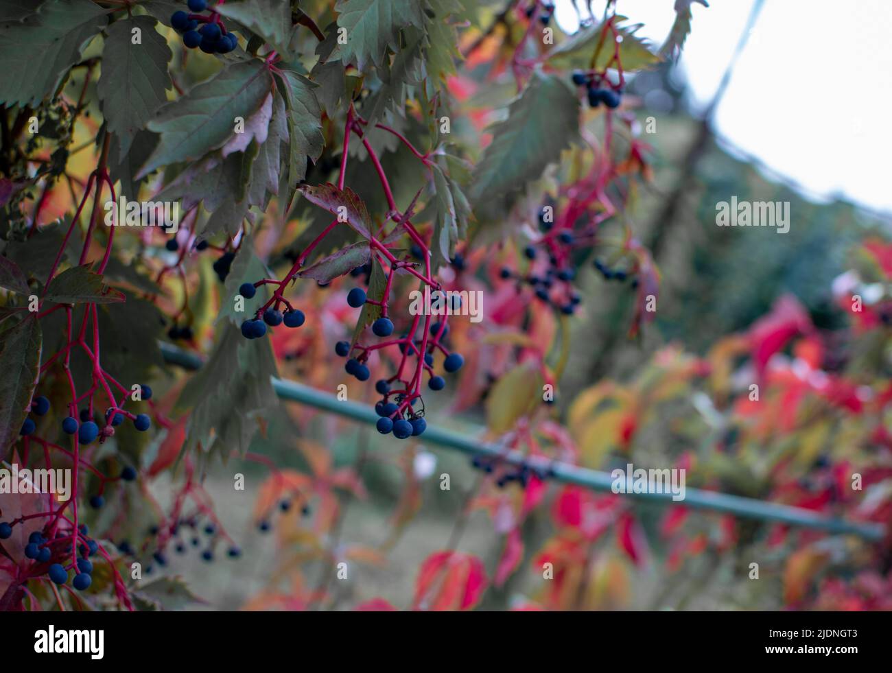 Ukraine, Kyiv, The National Botanical Garden Stock Photo Alamy