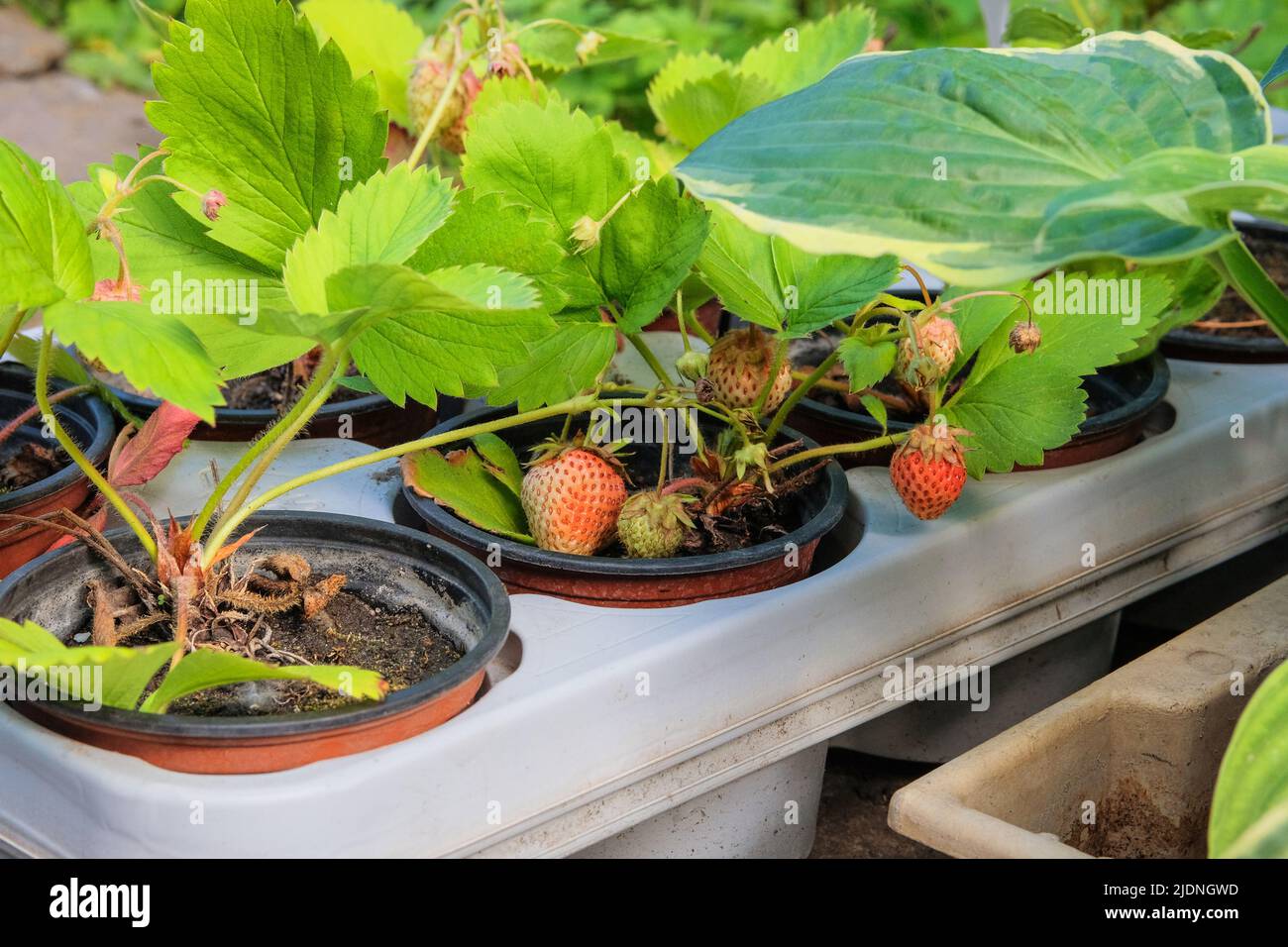 Strawberry bushes in pots are for sale. Strawberry seedlings in