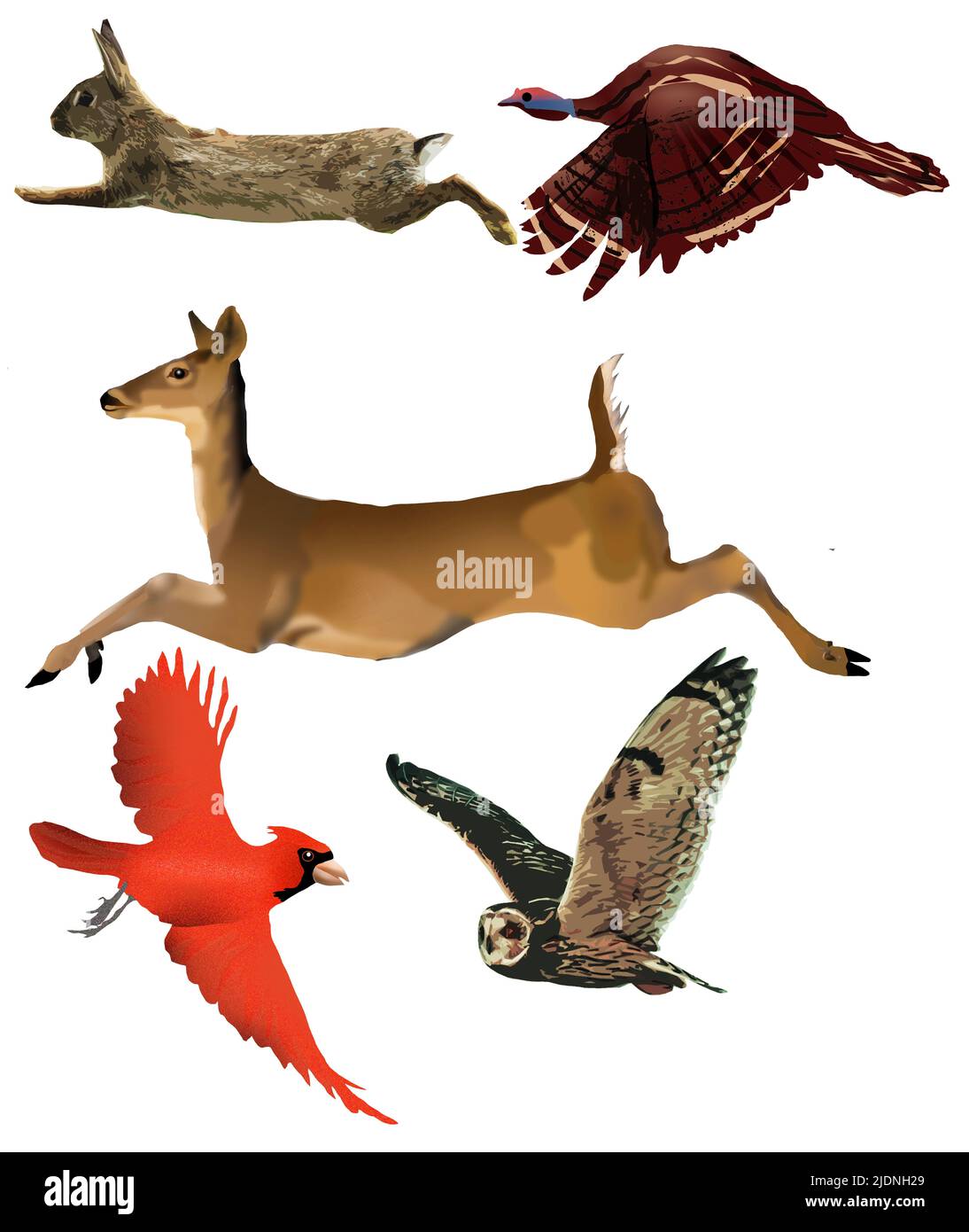 A rabbit, wild turkey, white tail deer, cardinal a flying owl are seen as 3-d illustrations to be used as a graphic resource. Stock Photo