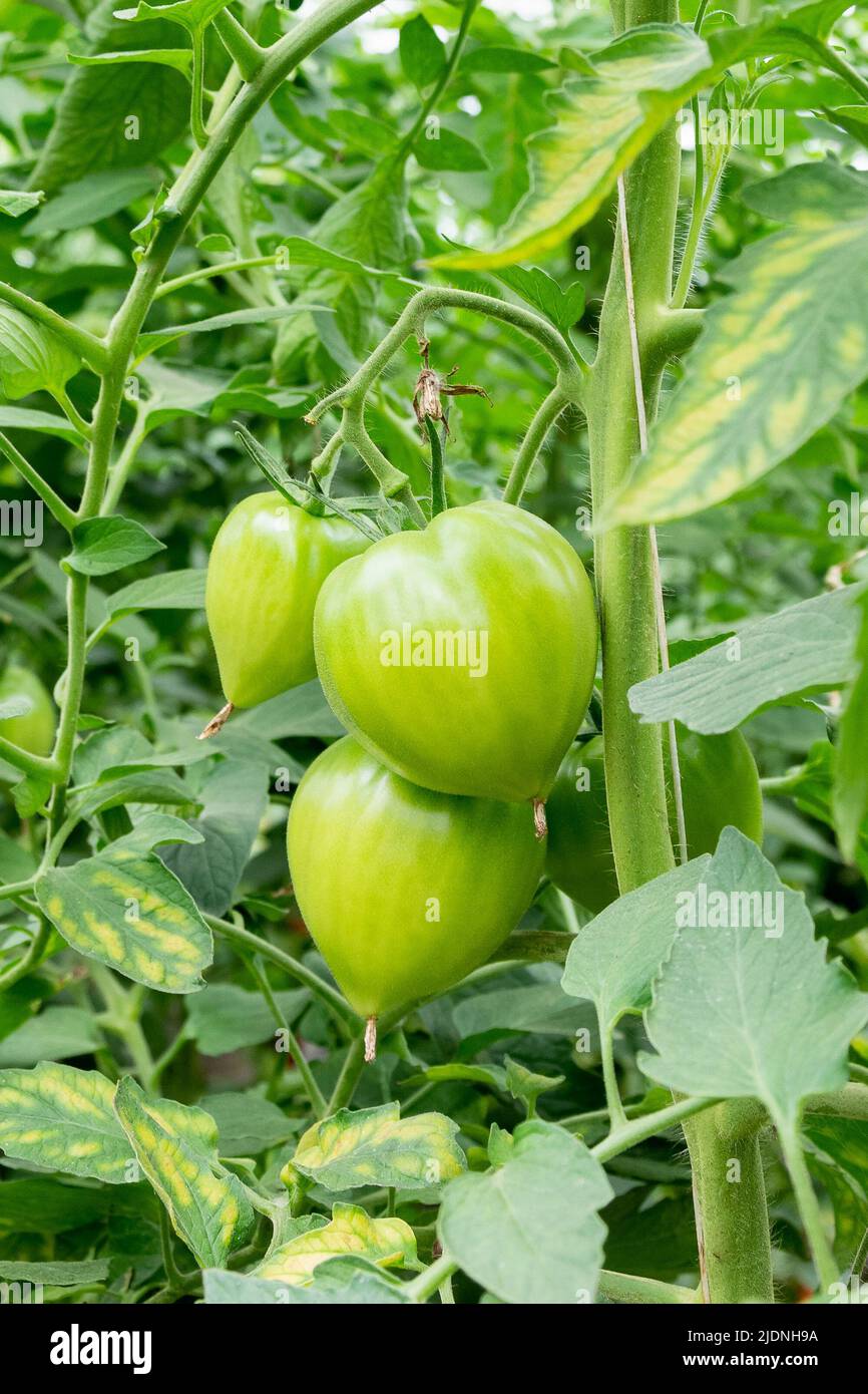 Greenhouse tomatoes, still green Stock Photo Alamy