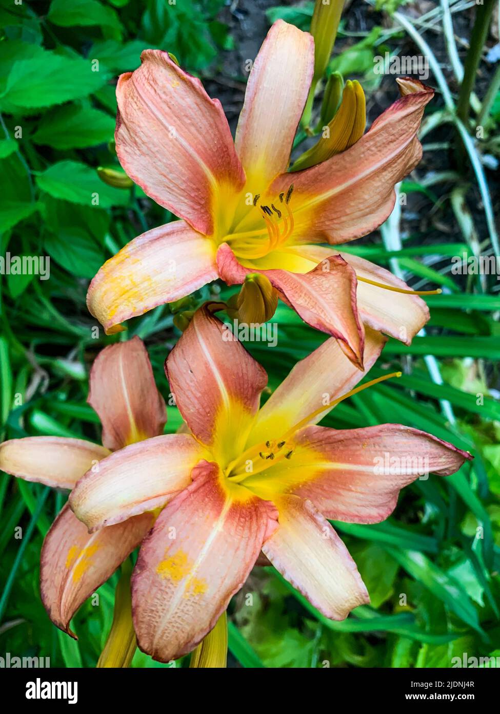 Orange lilies, France Stock Photo Alamy