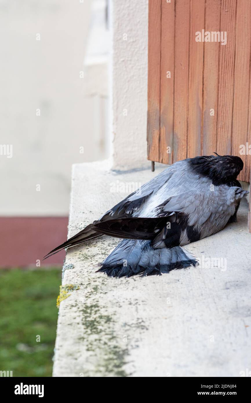 Dead pigeon on a window sill Stock Photo Alamy