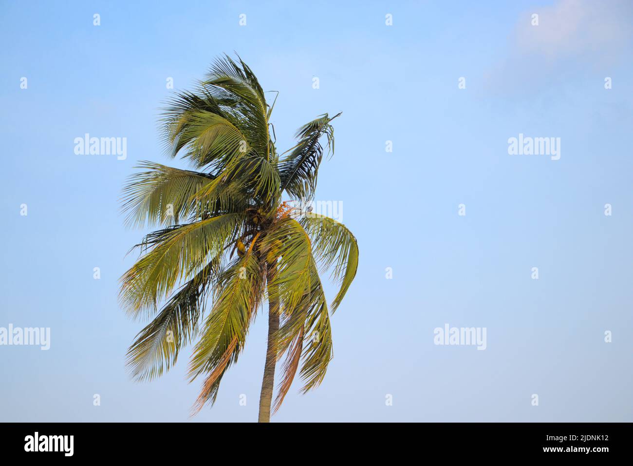 Isolated Coconut tree on sunny, windy, summer sky. Stock Photo