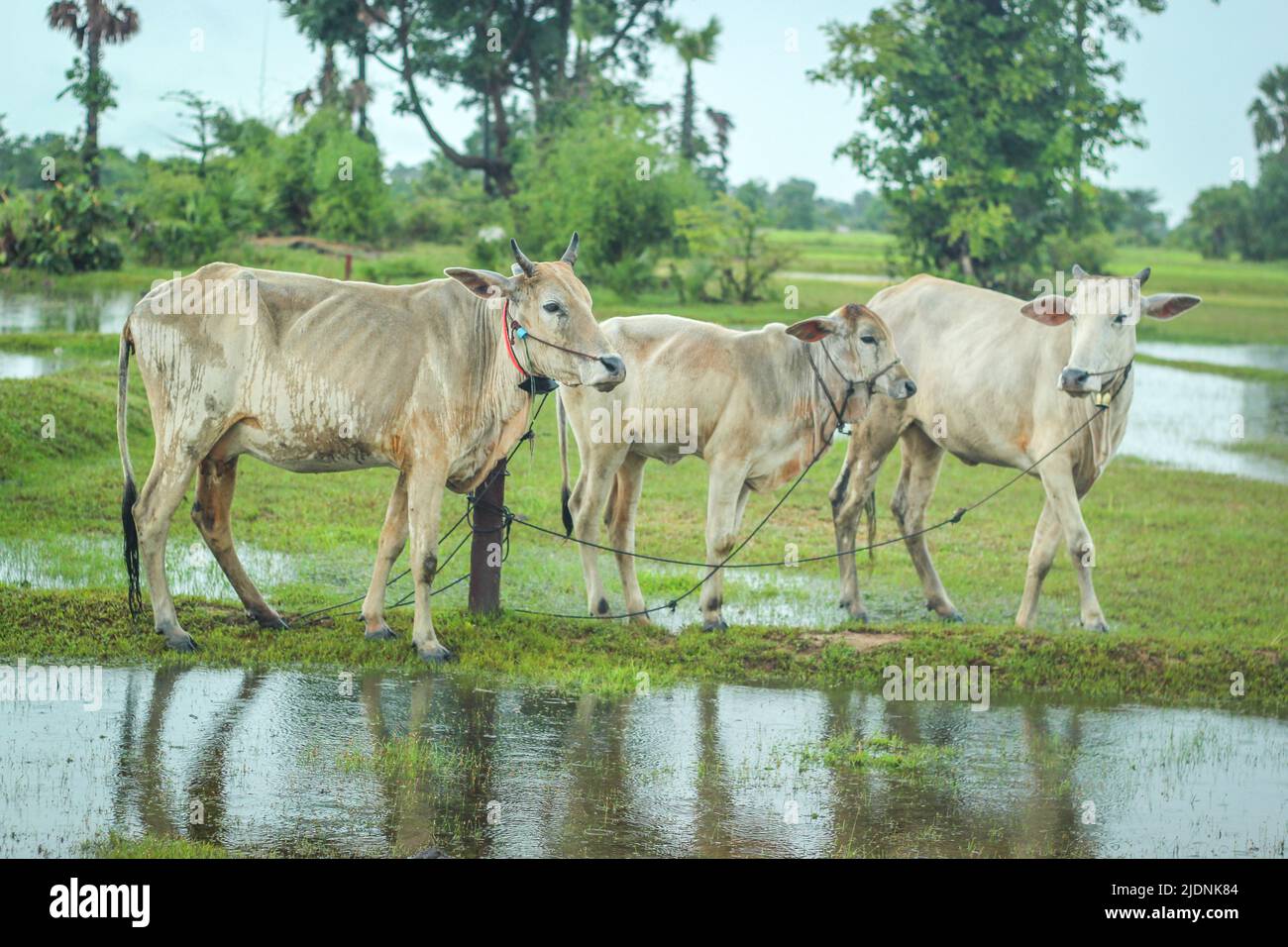 Rural life in Cambodia Stock Photo Alamy