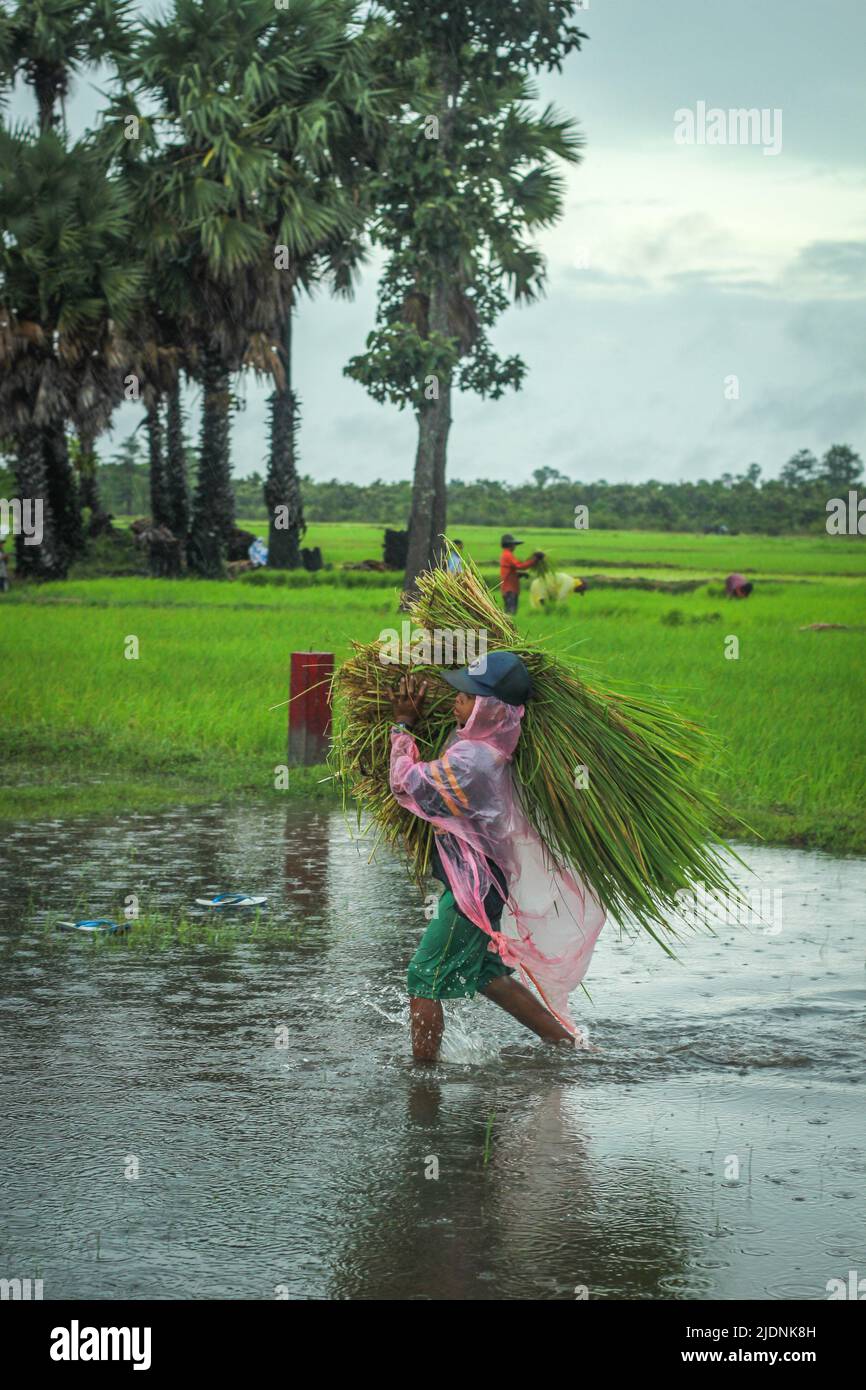 Rural life in Cambodia Stock Photo Alamy